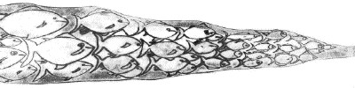 drawing of school of fish